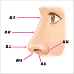 鼻の部位