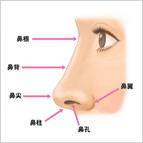 鼻の部位